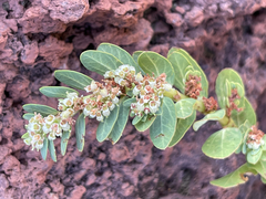 Euphorbia anthonyi