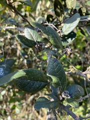 Citharexylum sulcatum