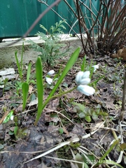 Puschkinia scilloides