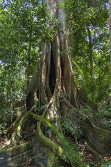 Ficus cyclophylla
