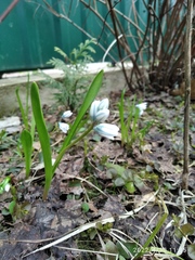 Puschkinia scilloides