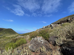 Brickellia peninsularis