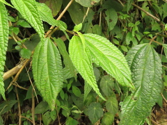Boehmeria celtidifolia
