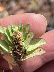Euphorbia anthonyi