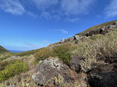 Brickellia peninsularis