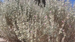 Tephrosia nubica