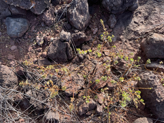 Euphorbia anthonyi