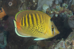 Chaetodon punctatofasciatus