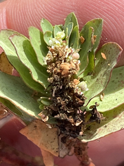 Euphorbia anthonyi