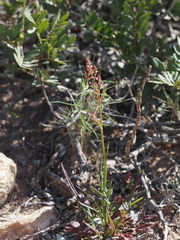 Rumex intermedius