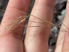 Aristida tenuifolia