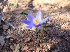 Syringodea longituba violacea