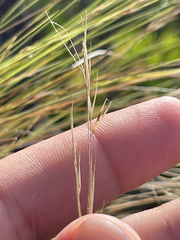 Aristida tenuifolia