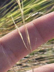 Aristida tenuifolia