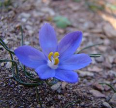 Syringodea longituba violacea