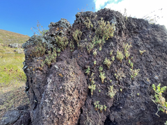 Perityle socorrosensis