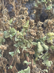 Perityle socorrosensis