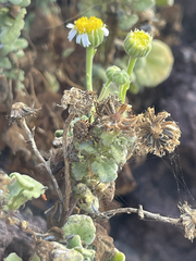 Perityle socorrosensis