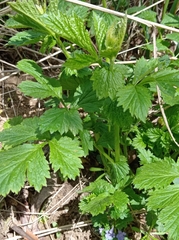 Geum urbanum