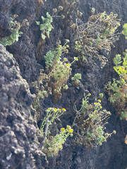 Perityle socorrosensis