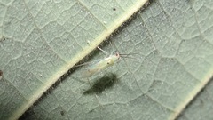 Paraproba crotonica