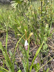 Cleistesiopsis