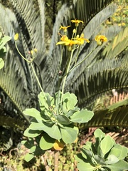 Othonna triplinervia