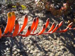 Astroloba rubriflora