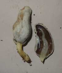 Clavogaster virescens