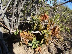 Astroloba rubriflora