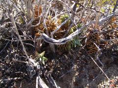 Astroloba rubriflora