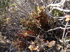 Astroloba rubriflora