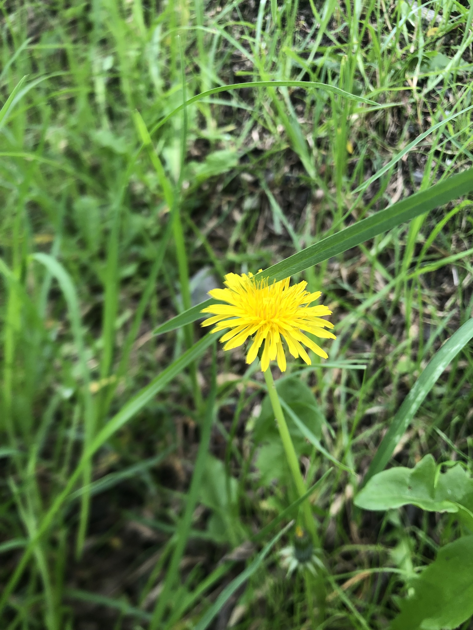 Taraxacum image