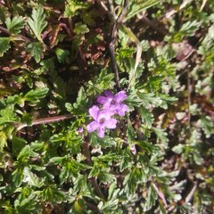 Glandularia teucriifolia