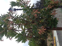 Arbutus × andrachnoides