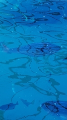 Polysteganus undulosus