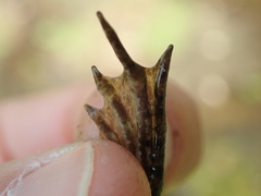 Pelophylax ridibundus