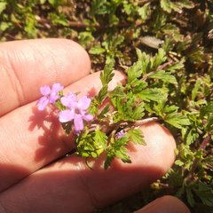 Glandularia teucriifolia