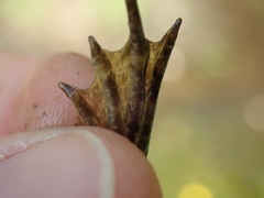 Pelophylax ridibundus
