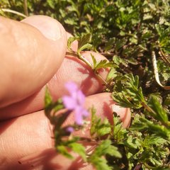 Glandularia teucriifolia