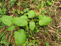 Sigesbeckia jorullensis