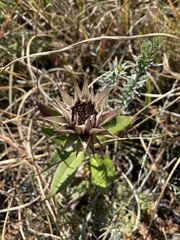 Macledium zeyheri