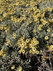 Helichrysum argyrophyllum