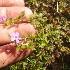 Glandularia teucriifolia