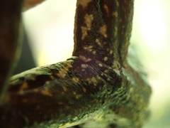 Pelophylax ridibundus