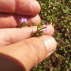 Glandularia teucriifolia
