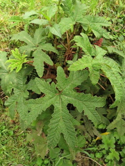 Gunnera pilosa