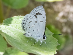 Acytolepis puspa