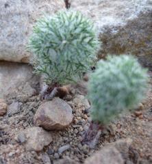 Eriospermum paradoxum