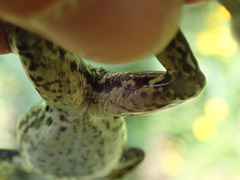 Pelophylax ridibundus
